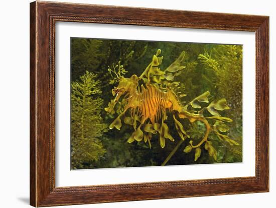 Leafy Sea Dragon-null-Framed Photographic Print