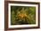 Leafy Sea Dragon-null-Framed Photographic Print