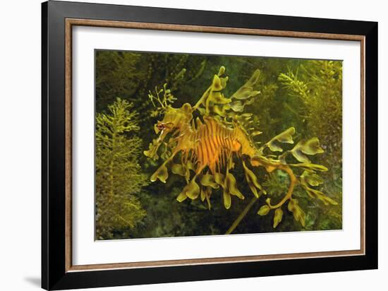 Leafy Sea Dragon-null-Framed Photographic Print