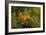 Leafy Sea Dragon-null-Framed Photographic Print