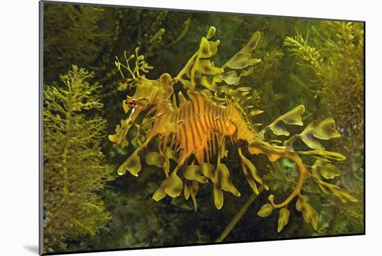 Leafy Sea Dragon-null-Mounted Photographic Print