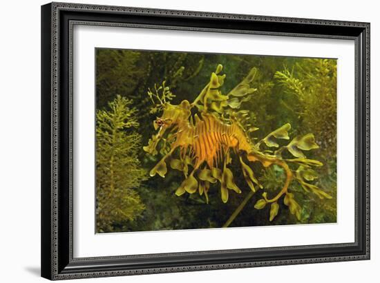 Leafy Sea Dragon-null-Framed Photographic Print