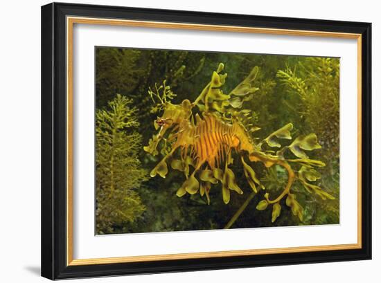 Leafy Sea Dragon-null-Framed Photographic Print