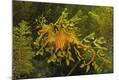Photographic Print