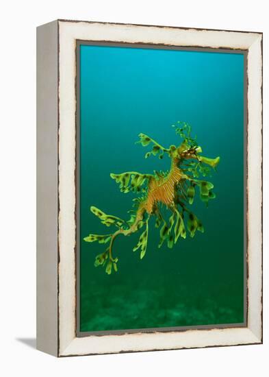 Leafy Seadragon an Example of Brilliant Camouflage-null-Framed Premier Image Canvas