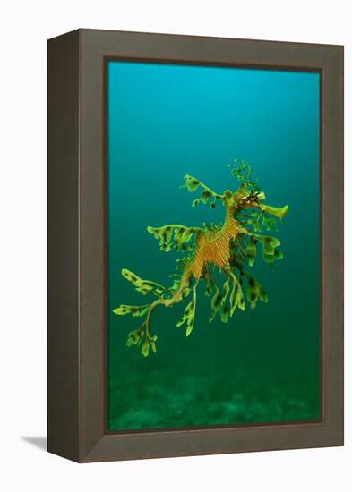 Leafy Seadragon an Example of Brilliant Camouflage-null-Framed Premier Image Canvas