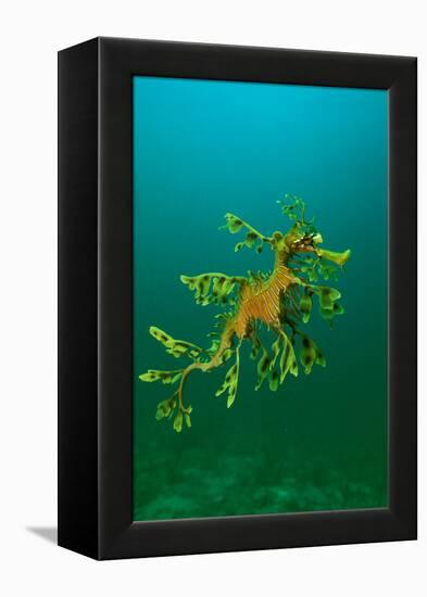 Leafy Seadragon an Example of Brilliant Camouflage-null-Framed Premier Image Canvas