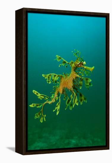 Leafy Seadragon an Example of Brilliant Camouflage-null-Framed Premier Image Canvas