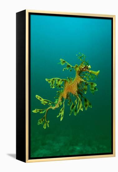 Leafy Seadragon an Example of Brilliant Camouflage-null-Framed Premier Image Canvas