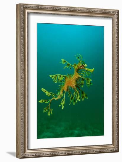 Leafy Seadragon an Example of Brilliant Camouflage-null-Framed Photographic Print