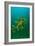 Leafy Seadragon an Example of Brilliant Camouflage-null-Framed Photographic Print