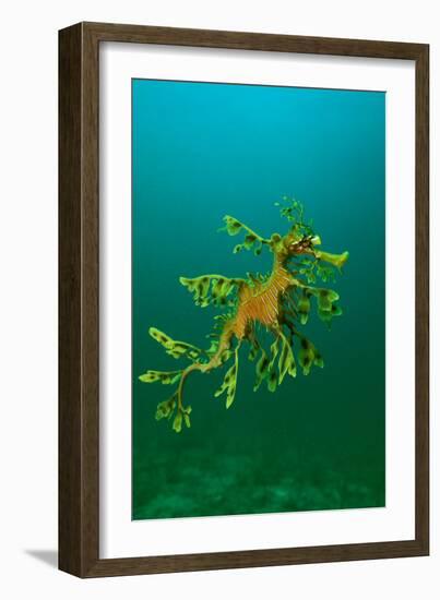 Leafy Seadragon an Example of Brilliant Camouflage-null-Framed Photographic Print