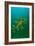 Leafy Seadragon an Example of Brilliant Camouflage-null-Framed Photographic Print