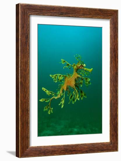 Leafy Seadragon an Example of Brilliant Camouflage-null-Framed Photographic Print