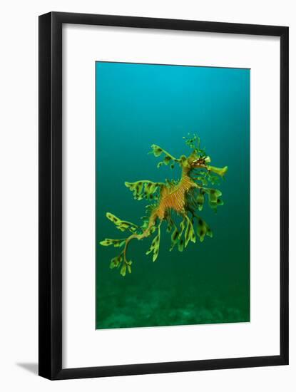 Leafy Seadragon an Example of Brilliant Camouflage-null-Framed Photographic Print