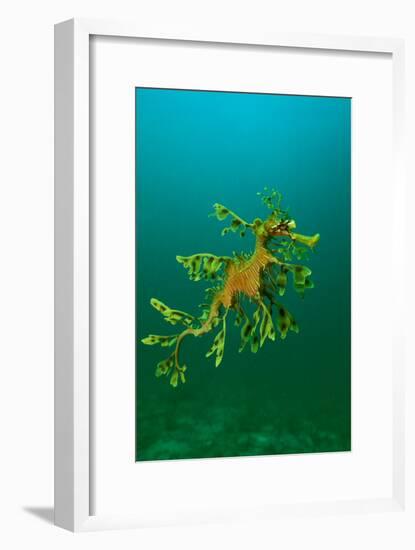 Leafy Seadragon an Example of Brilliant Camouflage-null-Framed Photographic Print