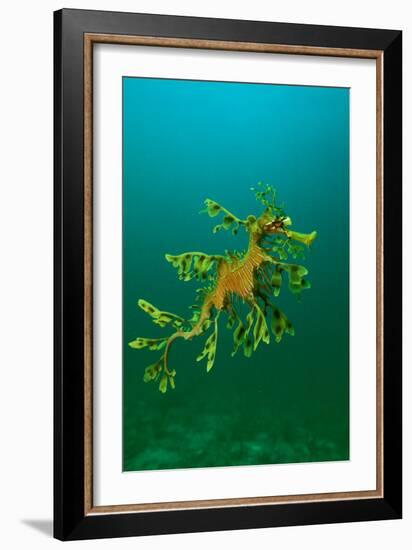 Leafy Seadragon an Example of Brilliant Camouflage-null-Framed Photographic Print