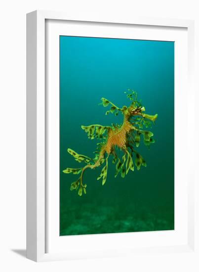 Leafy Seadragon an Example of Brilliant Camouflage-null-Framed Photographic Print