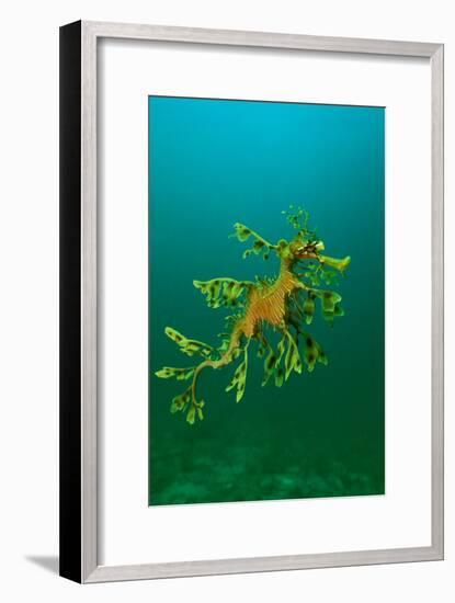 Leafy Seadragon an Example of Brilliant Camouflage-null-Framed Photographic Print