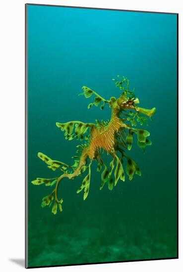 Leafy Seadragon an Example of Brilliant Camouflage-null-Mounted Photographic Print