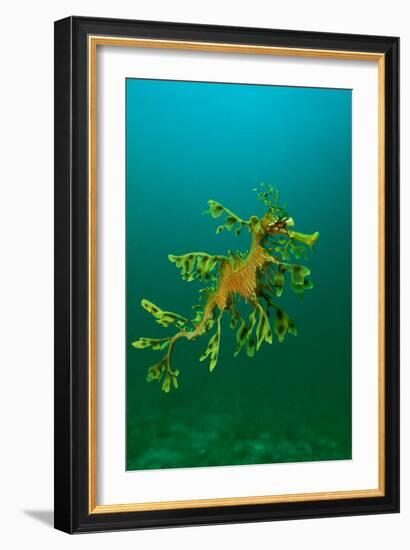 Leafy Seadragon an Example of Brilliant Camouflage-null-Framed Photographic Print