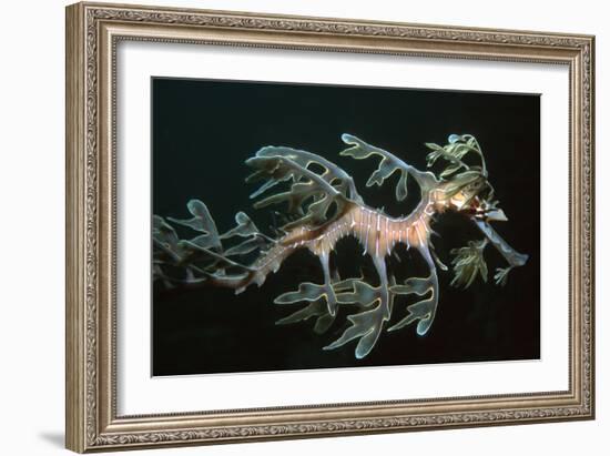 Leafy Seadragon Endemic to Southern Australia-null-Framed Photographic Print