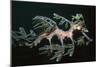 Leafy Seadragon Endemic to Southern Australia-null-Mounted Photographic Print