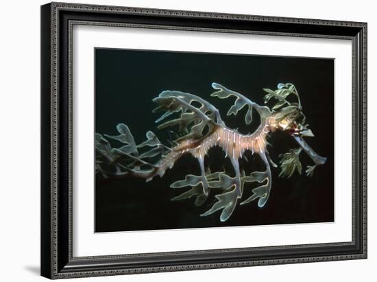 Leafy Seadragon Endemic to Southern Australia-null-Framed Photographic Print