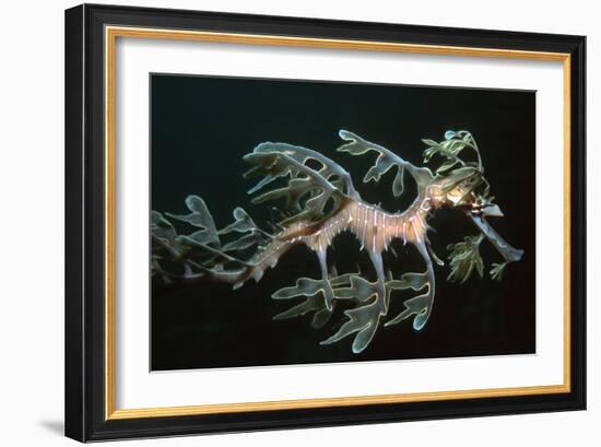 Leafy Seadragon Endemic to Southern Australia-null-Framed Photographic Print