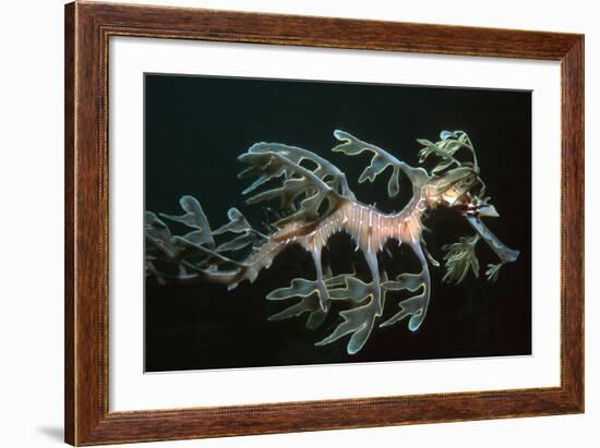Leafy Seadragon Endemic to Southern Australia-null-Framed Photographic Print