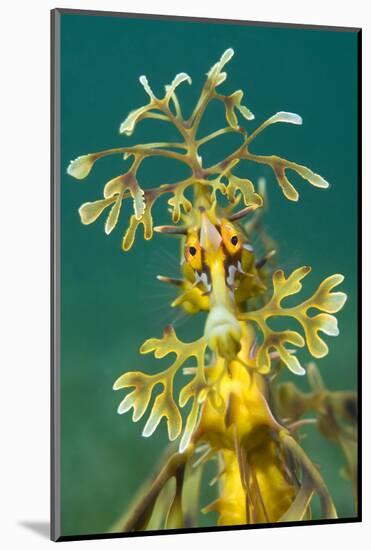 Leafy Seadragon (Phycodurus Eques). Wool Bay Jetty, Edithburgh, Yorke Peninsula, South Australia-Alex Mustard-Mounted Photographic Print