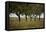 Leafy Trees in an Unmown Field-Rainer Schoditsch-Framed Premier Image Canvas