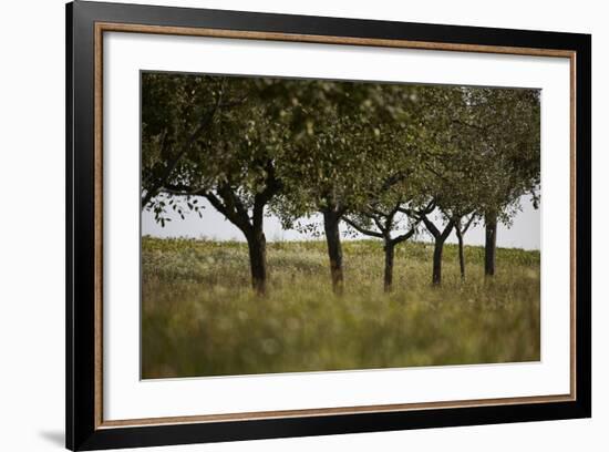 Leafy Trees in an Unmown Field-Rainer Schoditsch-Framed Photographic Print