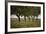 Leafy Trees in an Unmown Field-Rainer Schoditsch-Framed Photographic Print