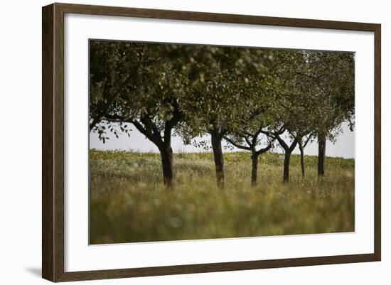 Leafy Trees in an Unmown Field-Rainer Schoditsch-Framed Photographic Print