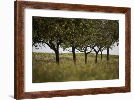 Leafy Trees in an Unmown Field-Rainer Schoditsch-Framed Photographic Print