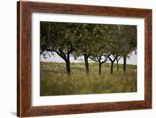 Leafy Trees in an Unmown Field-Rainer Schoditsch-Framed Photographic Print