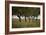 Leafy Trees in an Unmown Field-Rainer Schoditsch-Framed Photographic Print