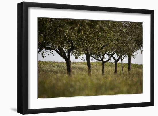 Leafy Trees in an Unmown Field-Rainer Schoditsch-Framed Photographic Print