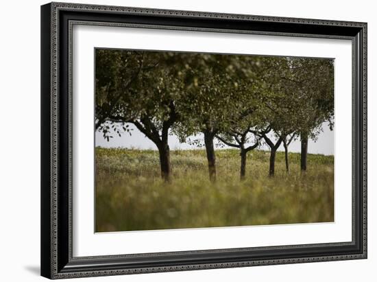 Leafy Trees in an Unmown Field-Rainer Schoditsch-Framed Photographic Print