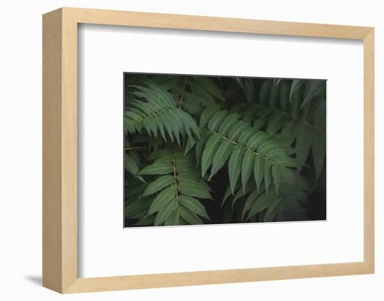 Leafy V-Elizabeth Urquhart-Framed Photographic Print