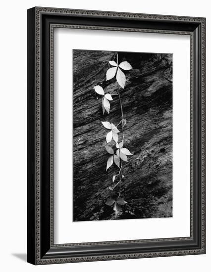 Leafy Vine on Fallen Tree Trunk-Anna Miller-Framed Photographic Print