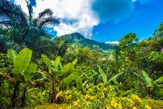 Lush Primeval Forests, Ranomafana (Hot Water in Malagasy) National Park, Madagascar-Leamus-Premier Image Canvas