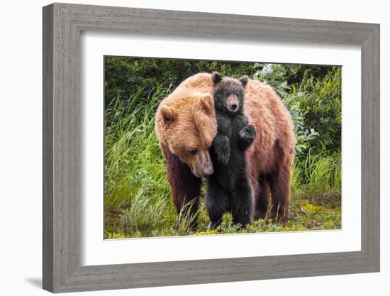 Lean on Me (Brown Bear and Cub)-Art Wolfe-Framed Giclee Print