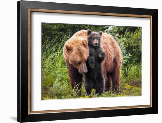 Lean on Me (Brown Bear and Cub)-Art Wolfe-Framed Giclee Print