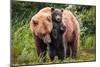 Lean on Me (Brown Bear and Cub)-Art Wolfe-Mounted Giclee Print