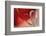 Lean on Your Heart-Heidi Westum-Framed Photographic Print