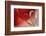 Lean on Your Heart-Heidi Westum-Framed Photographic Print