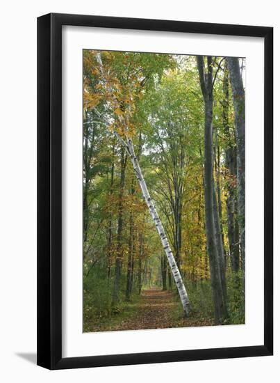 Leaning Birch Vertical-Robert Goldwitz-Framed Photographic Print