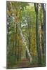 Leaning Birch Vertical-Robert Goldwitz-Mounted Photographic Print